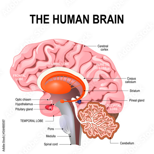 detailed anatomy of the human brain.