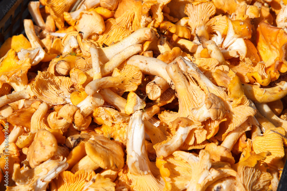 bunch of mushrooms