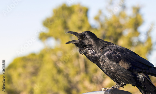 Vászonkép Common Raven (Corvus corax) calling