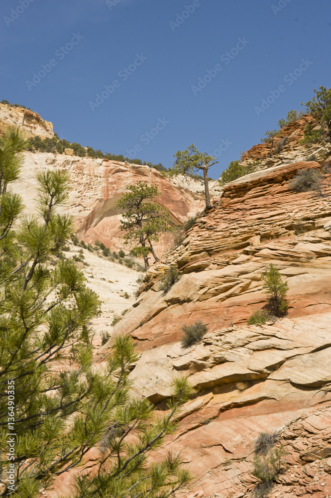 Fototapeta premium Zion, rocky mountains with trees growing out of the rocks