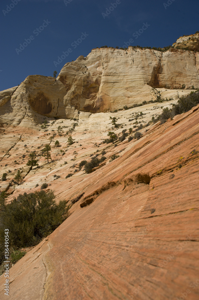Zion, rocky mountains with trees growing out of the rocks Zion, rocky mountains with trees growing out of the rocks