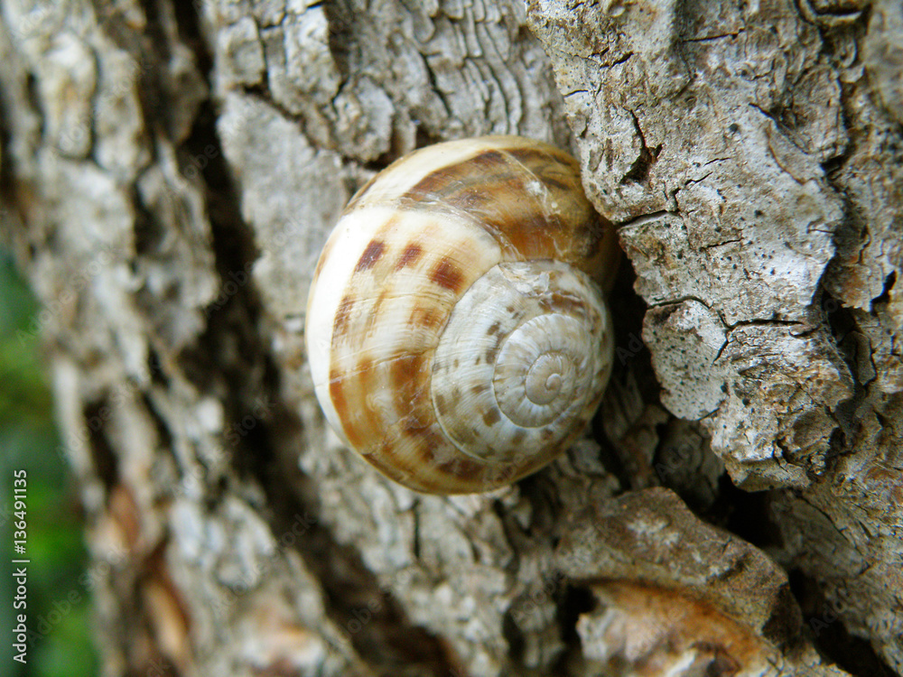 Closed up one little brown Snail climbing on the rough tree trunk Closed up one little brown Snail climbing on the rough tree trunk
