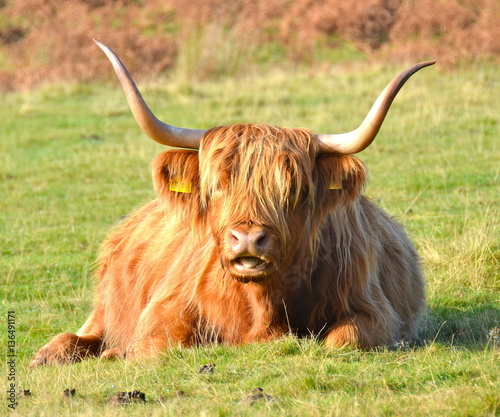 Highland cattle