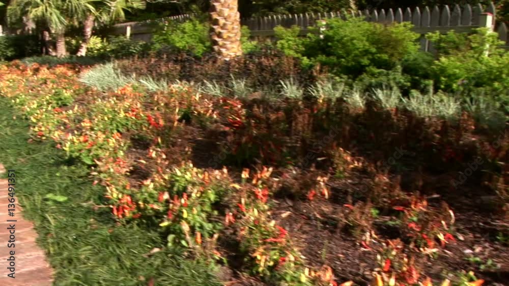 View across a garden of small colorful pepper plants to a brick path with an open gate at the end. View across a garden of small colorful pepper plants to a brick path with an open gate at the end.