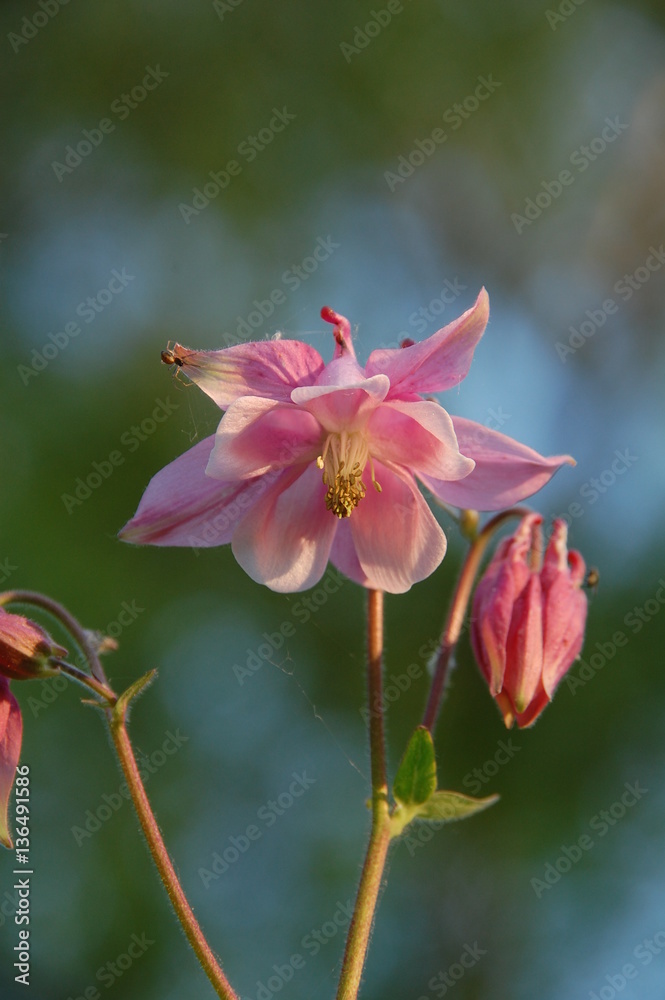 Fototapeta premium Aquilegia flower with tiny spider spinning web