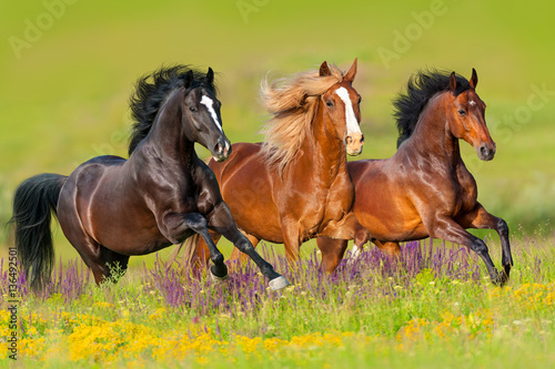 Horses run gallop in flower meadow фототапет