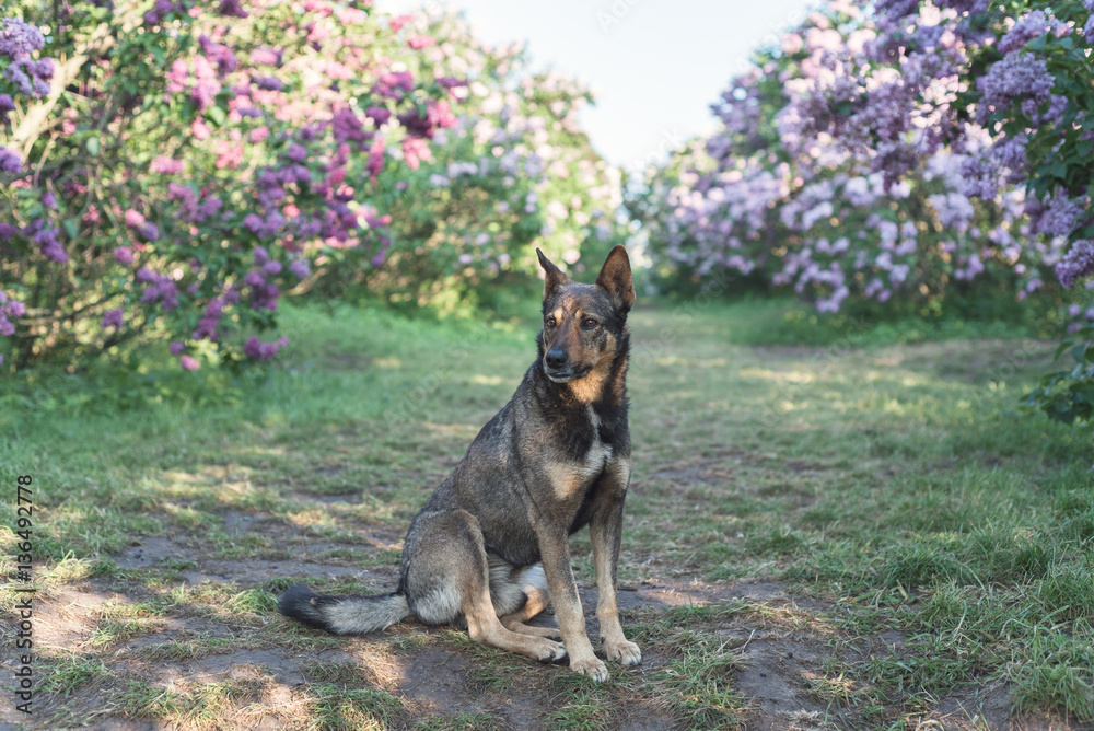 Dog in the garden under the lilac bushes Dog in the garden under the lilac bushes
