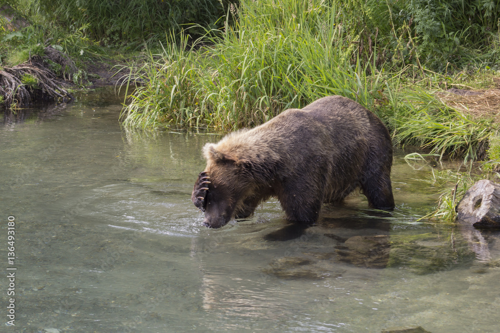 Big male brown bear in the water. South Kamchatka sanctuary, Kurile lake, Russia Big male brown bear in the water. South Kamchatka sanctuary, Kurile lake, Russia