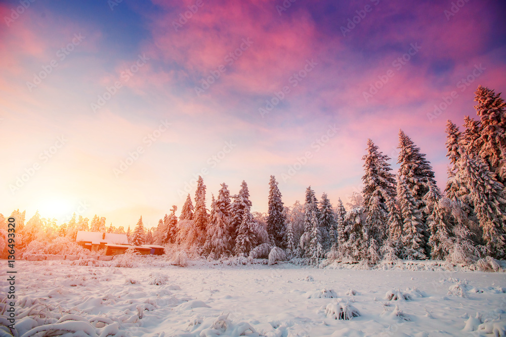 magical winter snow covered tree 