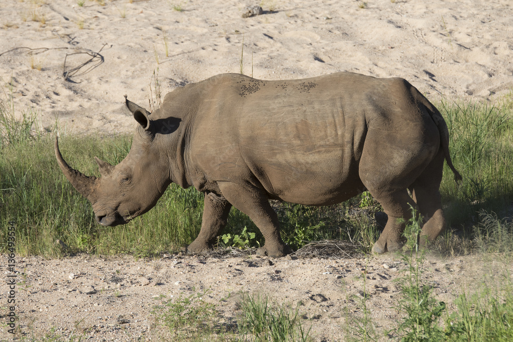 Free roaming white rhino Cerathoterium simum Free roaming white rhino Cerathoterium simum