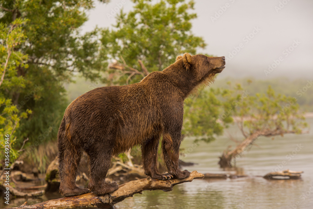 Fototapeta premium Bear looks for fish in water