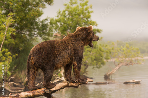 Fototapeta Naklejka Na Ścianę i Meble -  Bear looks for fish in water