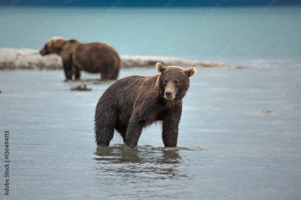 The bear stands on its hind legs The bear stands on its hind legs