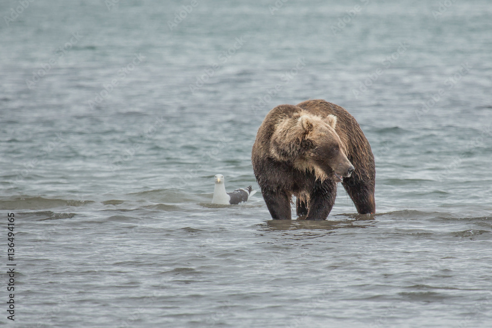Bear looks for fish in water Bear looks for fish in water