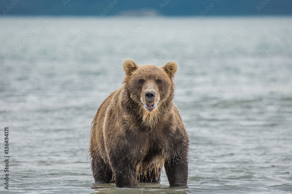 Obraz premium Bear looks for fish in water
