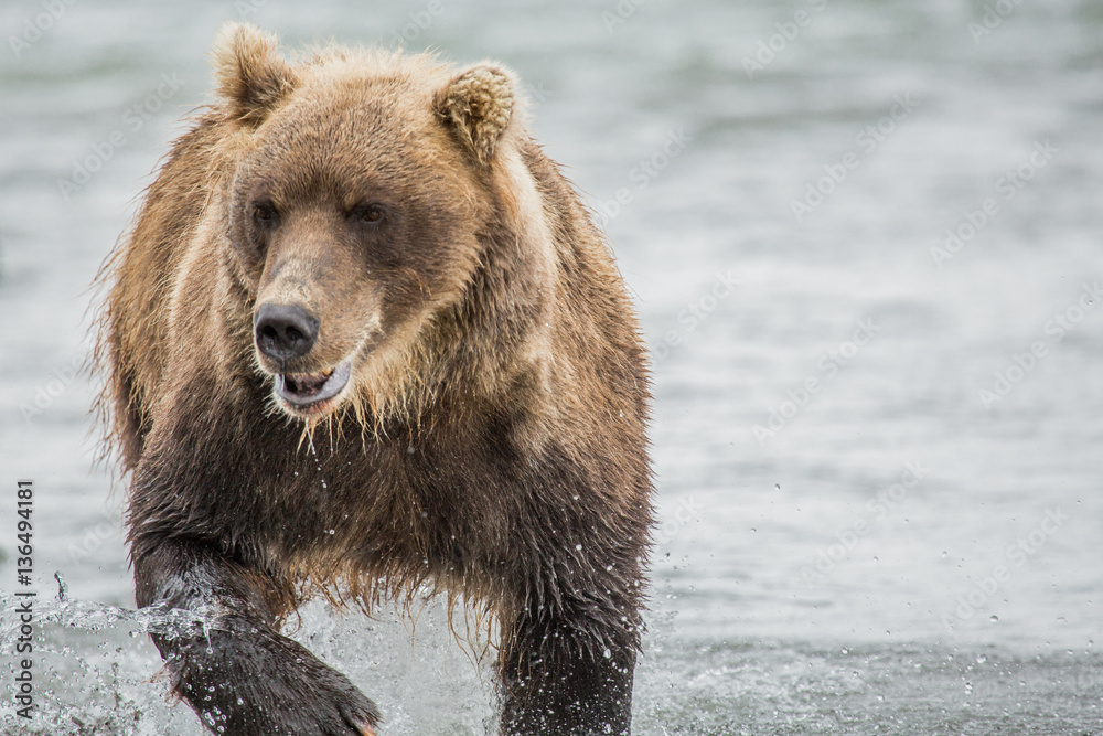 Bear looks for fish in water Bear looks for fish in water