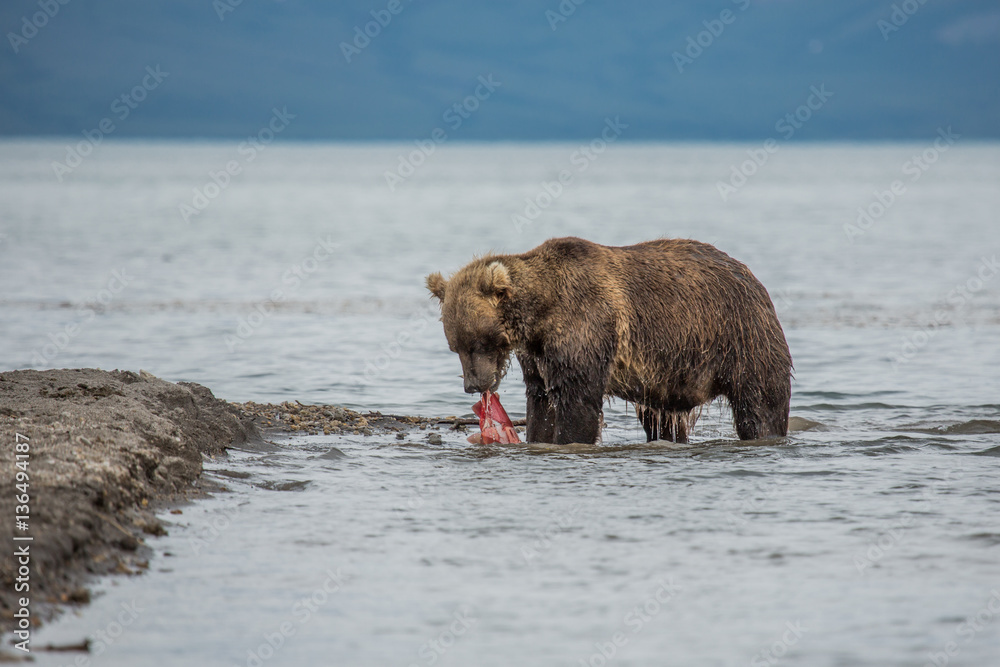 The bear was caught and eat fish salmon The bear was caught and eat fish salmon