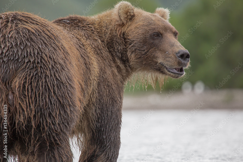 Fototapeta premium Bear looks for fish in water