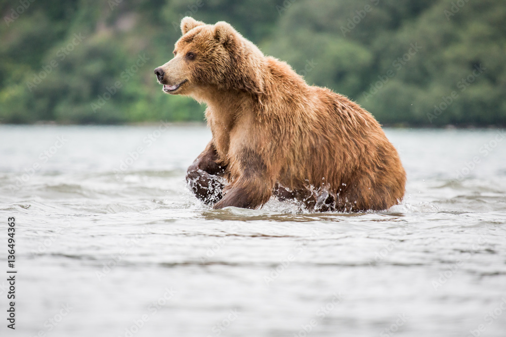 Obraz premium Bear attacks fish salmon