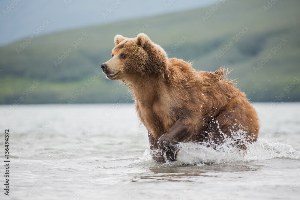 Bear attacks fish salmon Bear attacks fish salmon