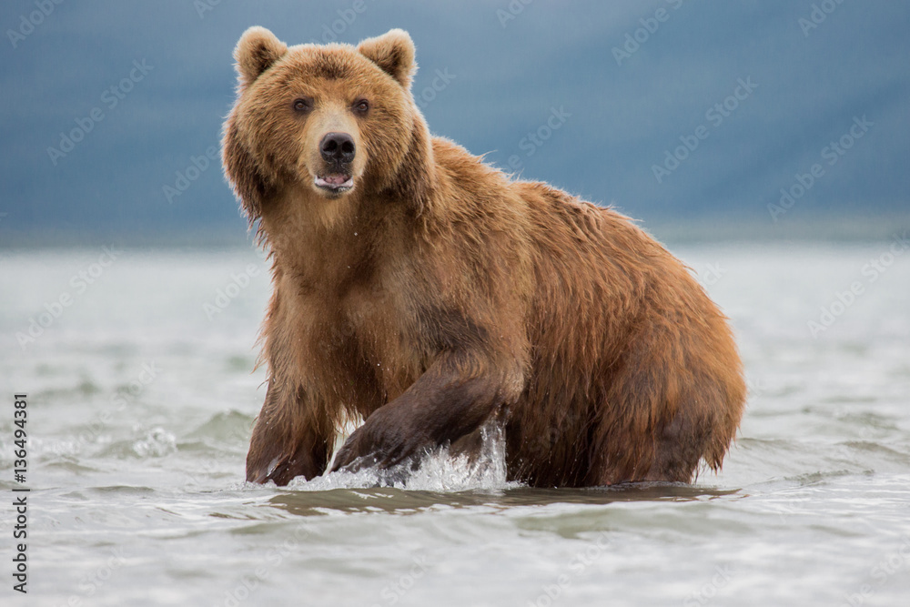 Bear attacks fish salmon Bear attacks fish salmon