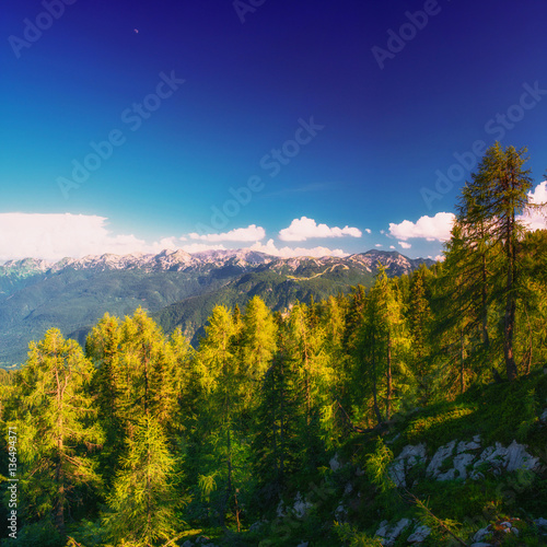 Pine tree forest 