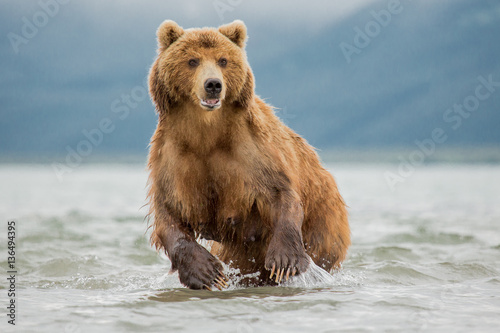 She-bear fishing in Kamchatka, Russia