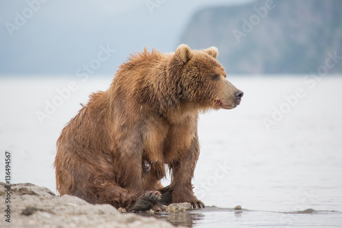 Bear looks for fish in water © kitkorzun
