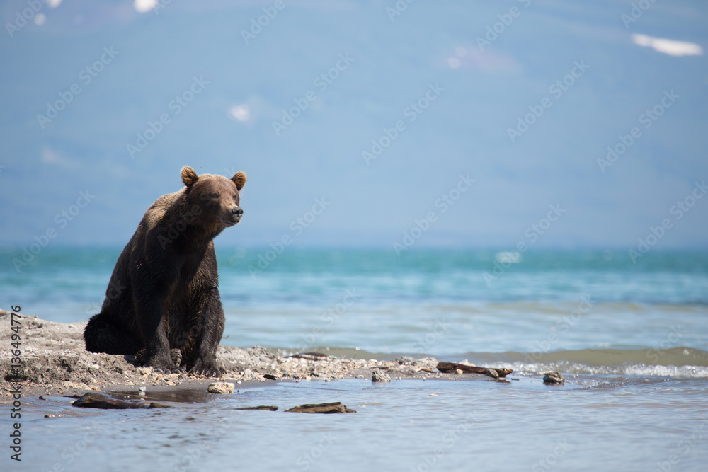 Obraz premium Bear looks for fish in water