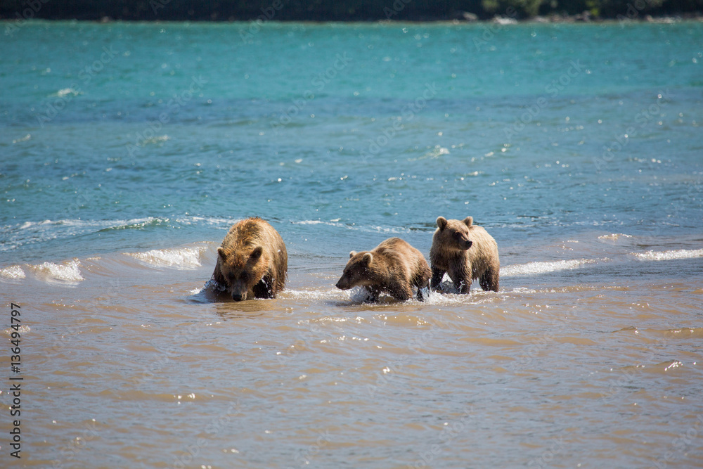 The family of bears, mother caught a fish The family of bears, mother caught a fish