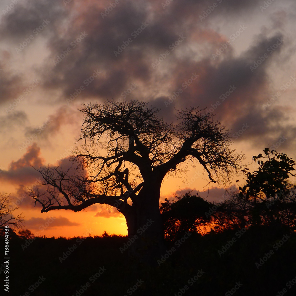 Baobab Baum im Sonnenuntergang