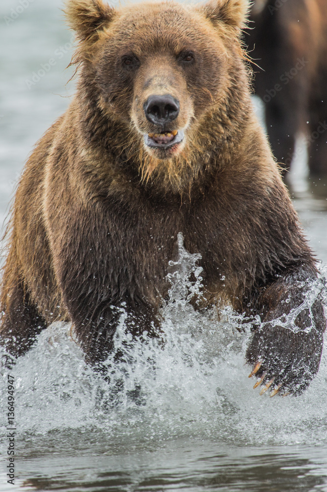 Bear hunts for fish salmon