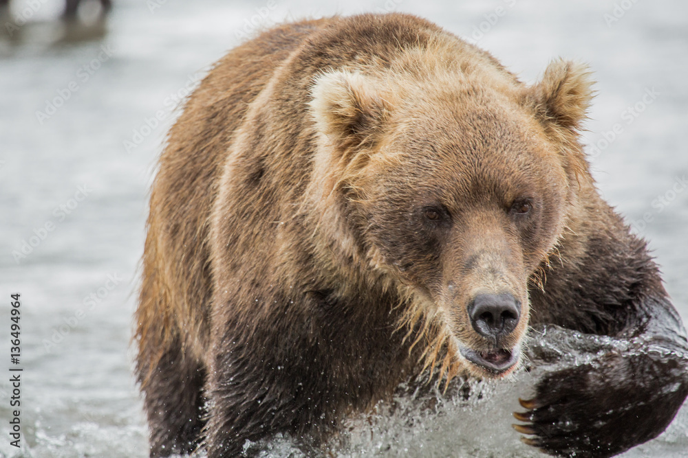 Bear hunts for fish salmon Bear hunts for fish salmon