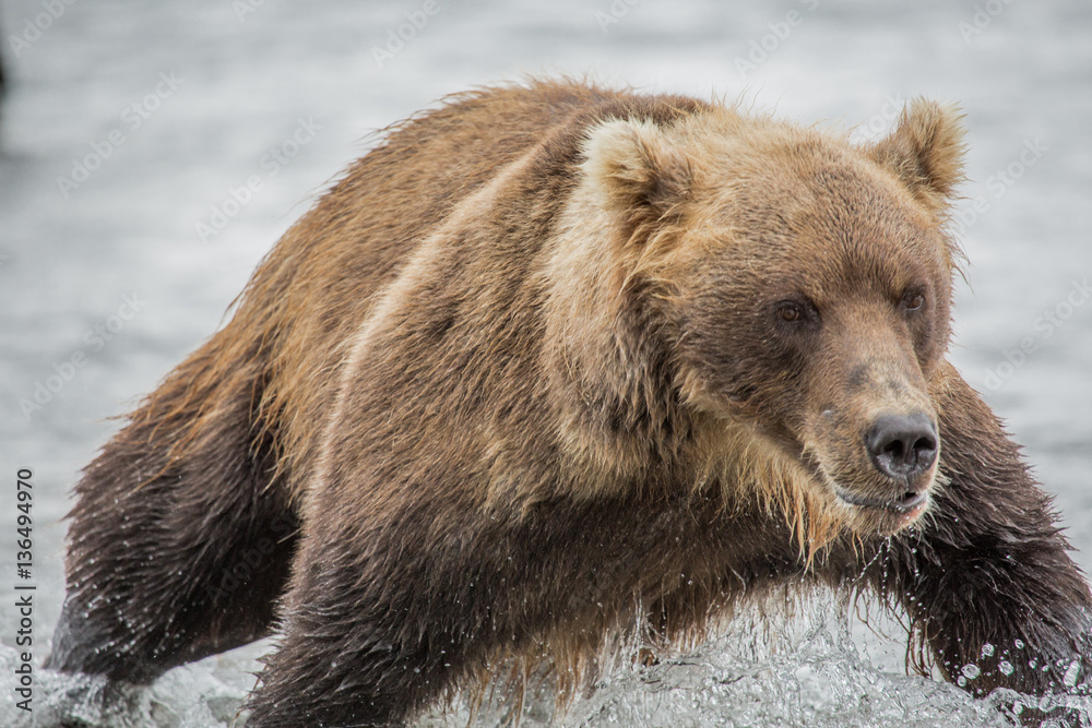 Bear hunts for fish salmon Bear hunts for fish salmon
