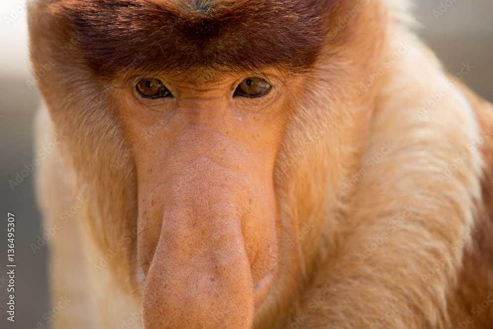 Obraz premium Portrait of fabulous long-nosed monkey