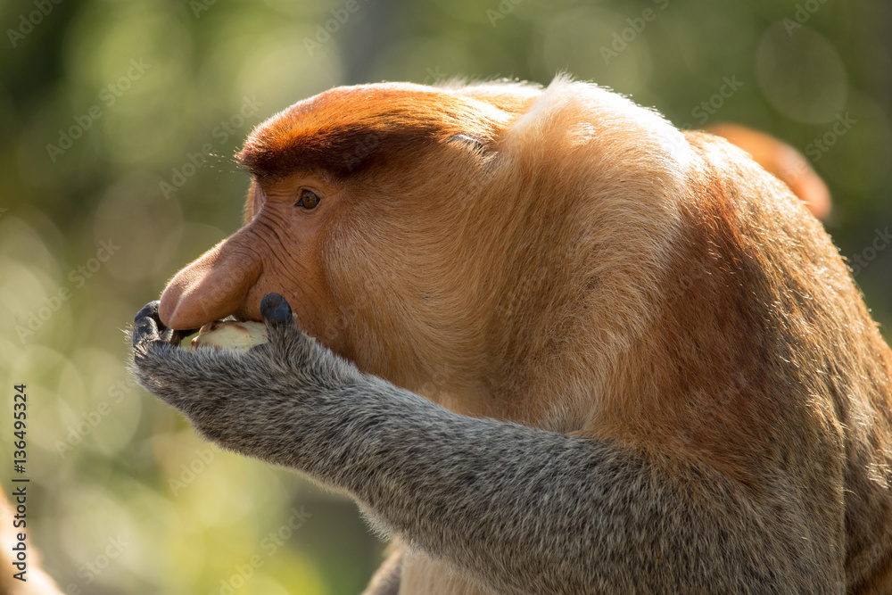 Naklejka premium Portrait of fabulous long-nosed monkey