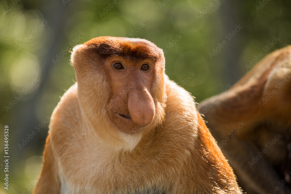 Naklejka premium Portrait of fabulous long-nosed monkey