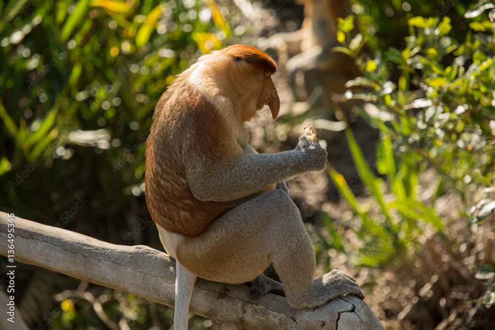 Naklejka premium Portrait of fabulous long-nosed monkey