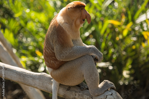 Portrait of fabulous long-nosed monkey