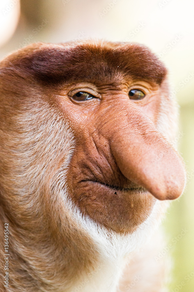 Fototapeta premium Portrait of fabulous long-nosed monkey