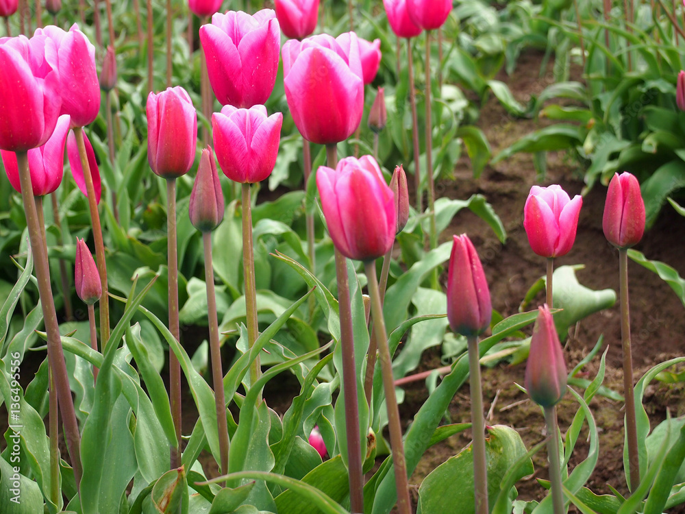 Obraz premium Pink Tulips in the Field