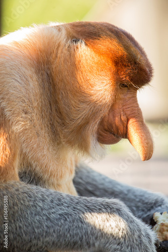 Portrait of fabulous long-nosed monkey