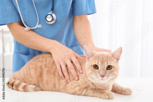 Fototapeta Naklejka Na Ścianę i Meble -  Young veterinarian examining cat in clinic