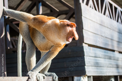 Photography Portrait of fabulous long-nosed monkey