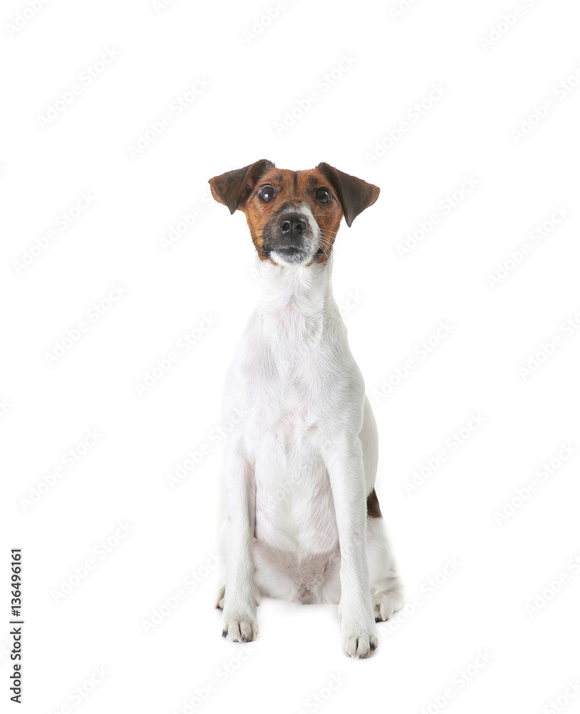 Cute funny dog on white background