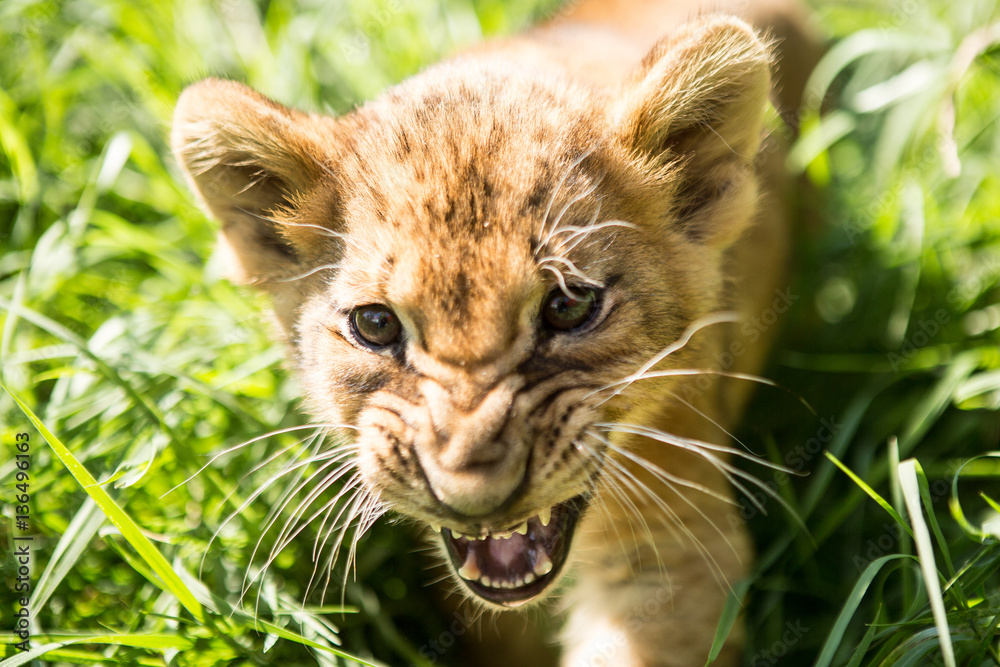 Fototapeta premium Portrait of lion cub