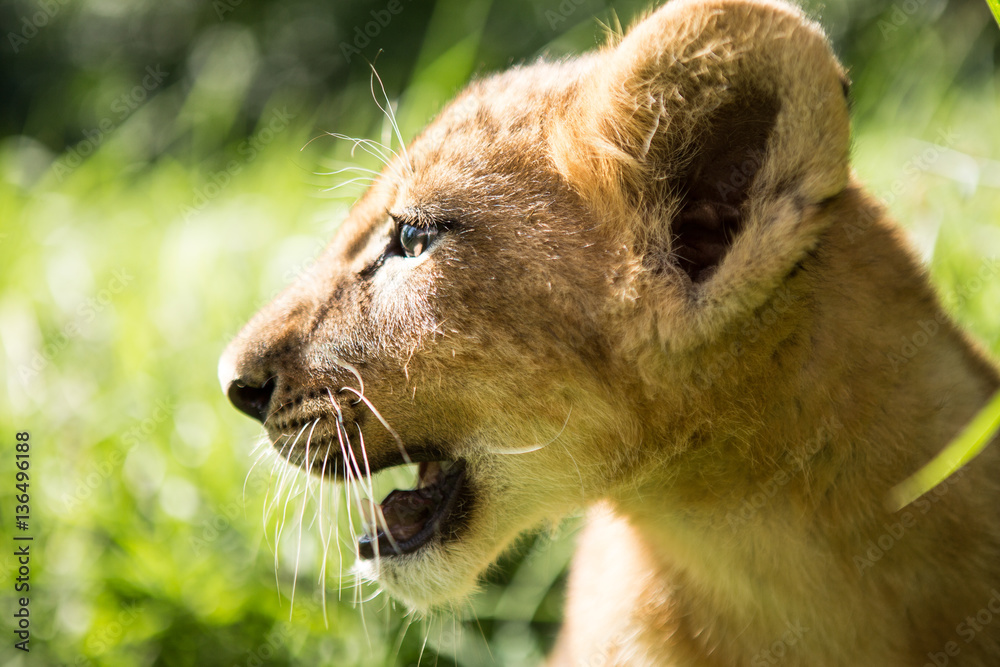 Naklejka premium Portrait of lion cub