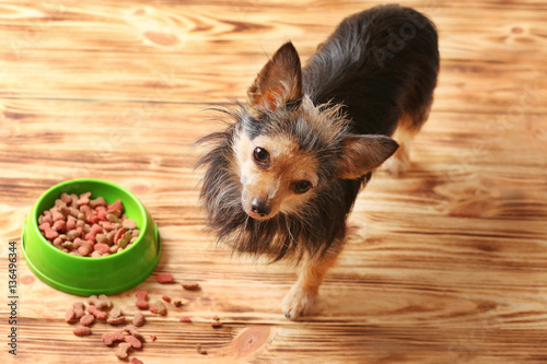 Cute little pet and bowl with dog food on wooden background