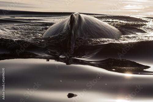 Closeup back of humpback whale in Samana, Dominican republic photo