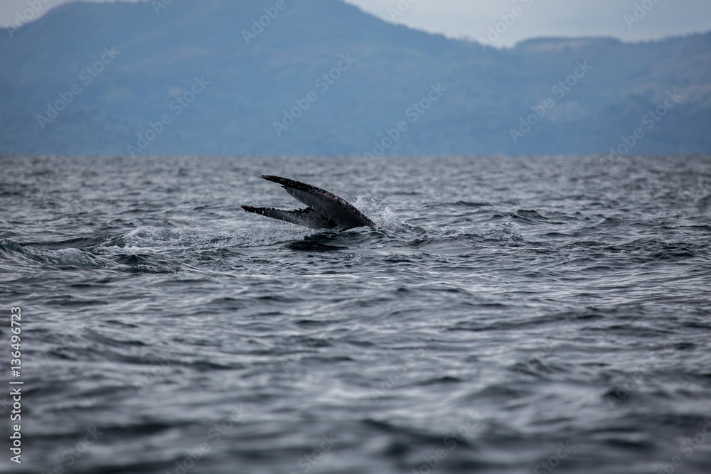 Fototapeta premium Humpback whale tail in Samana, Dominican republic